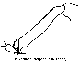barypeithes_interpositus_hschn.gif