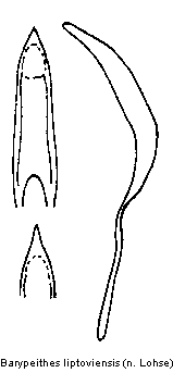 barypeithes_liptoviensis.gif