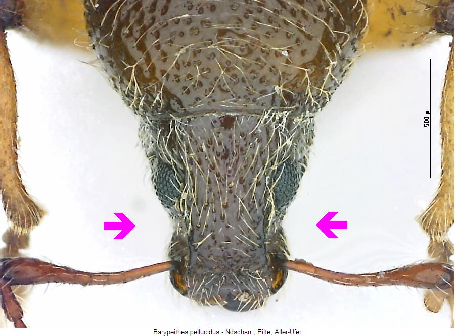 barypeithes_pellucidus_k.jpg