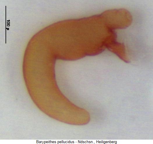 barypeithes_pellucidus_sperm.jpg