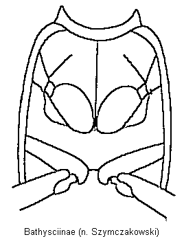 bathysciinae_us.gif