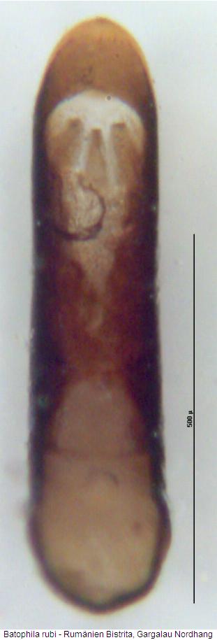 batophila_rubi.jpg
