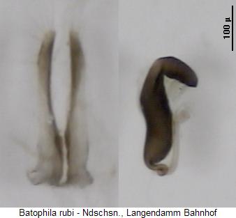 batophila_rubi_sperm.jpg
