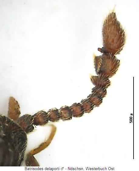 batrisodes_delaporti_f.jpg