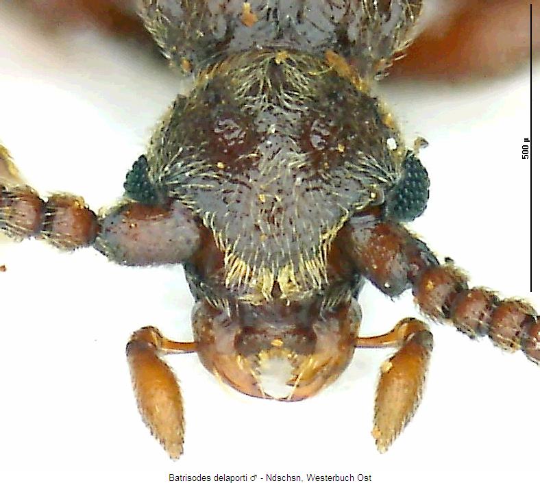 batrisodes_delaporti_k.jpg