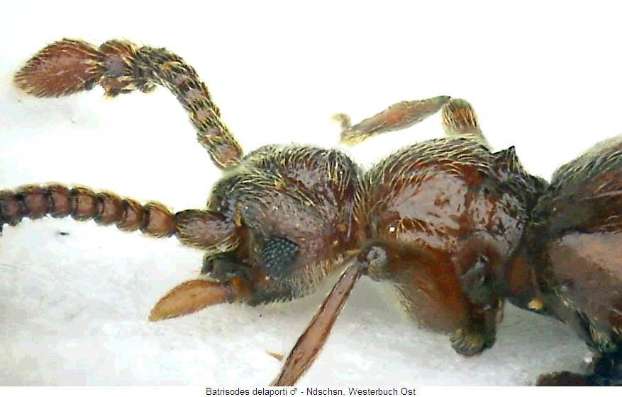batrisodes_delaporti_sa.jpg