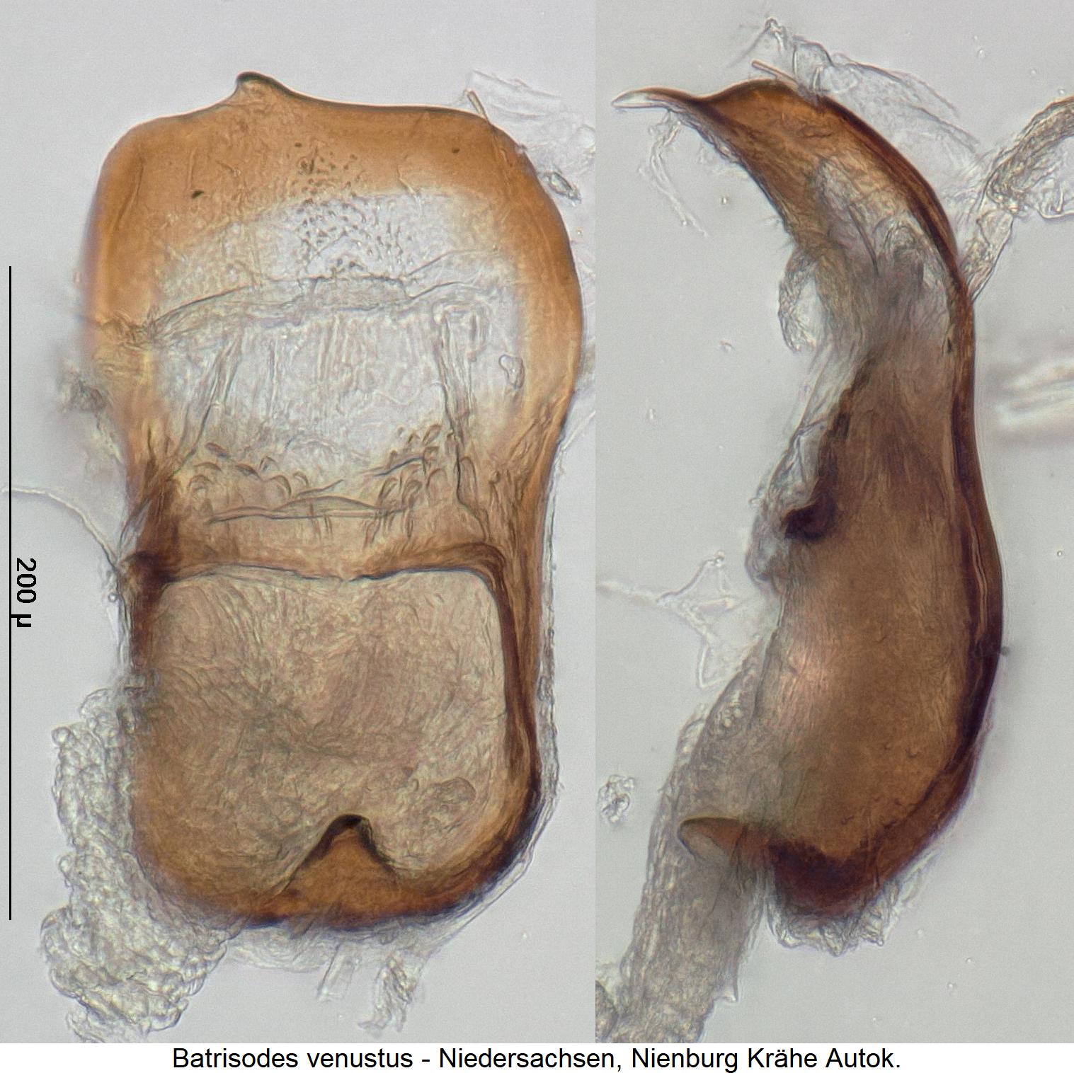batrisodes_venustus1.jpg