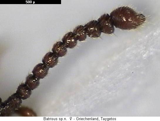 batrisus_formicarius2_f.jpg