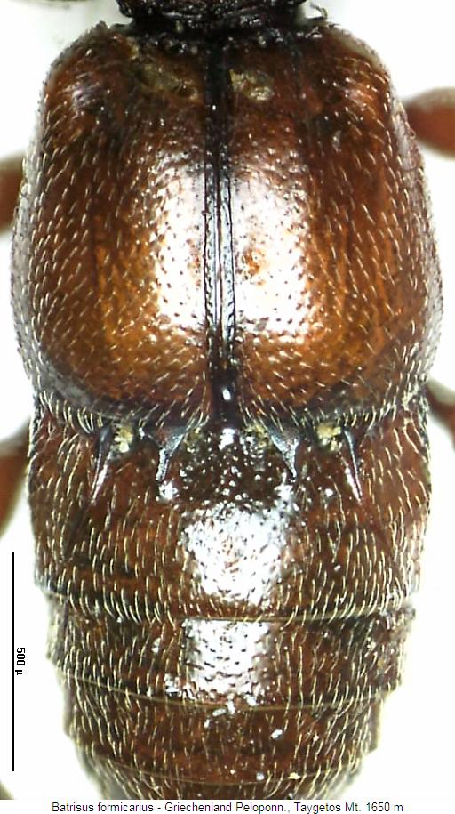 batrisus_formicarius2_hlb.jpg