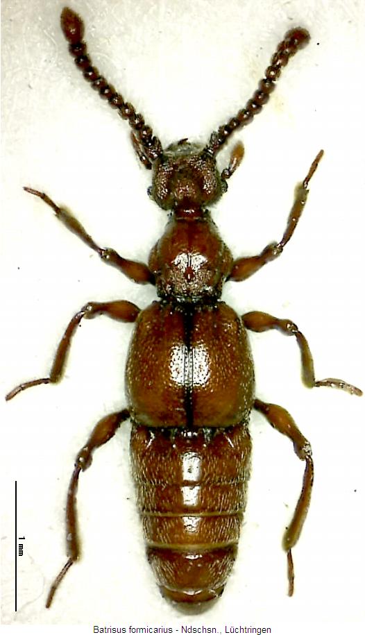 batrisus_formicarius_hab.jpg