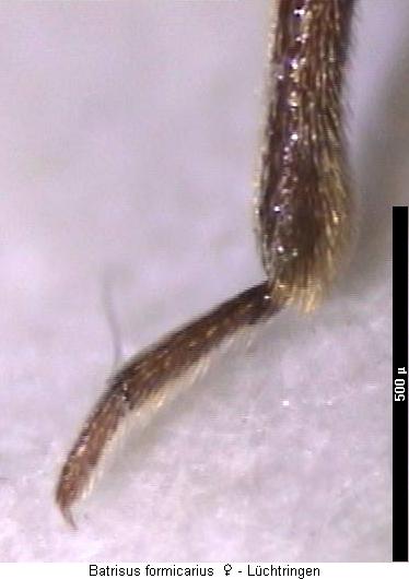 batrisus_formicarius_hschn.jpg