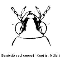 bemb5.jpg