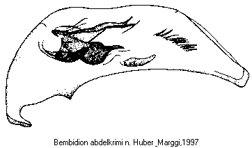 bembidion_abdelkrimi.gif