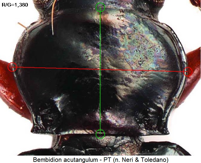 bembidion_acutangulum_hsch.jpg