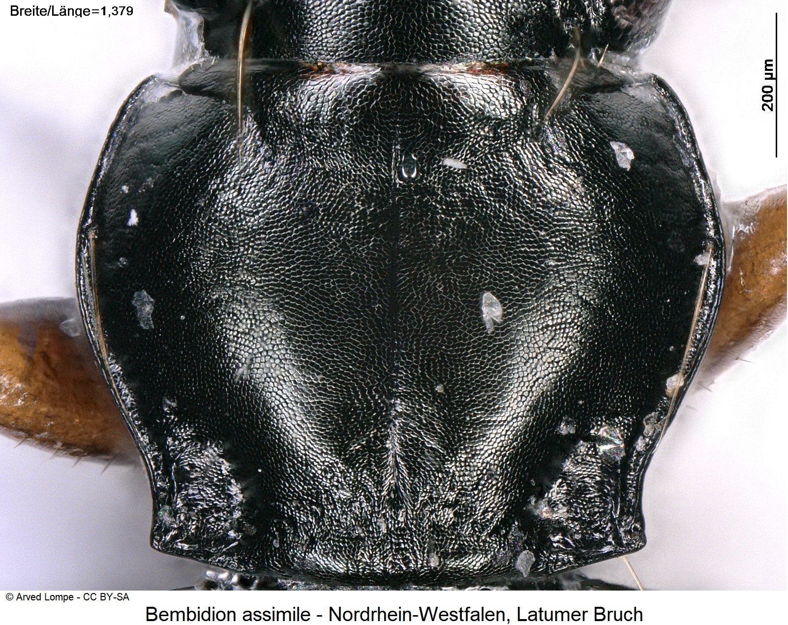 bembidion_assimile_ck36874841_hsch.jpg