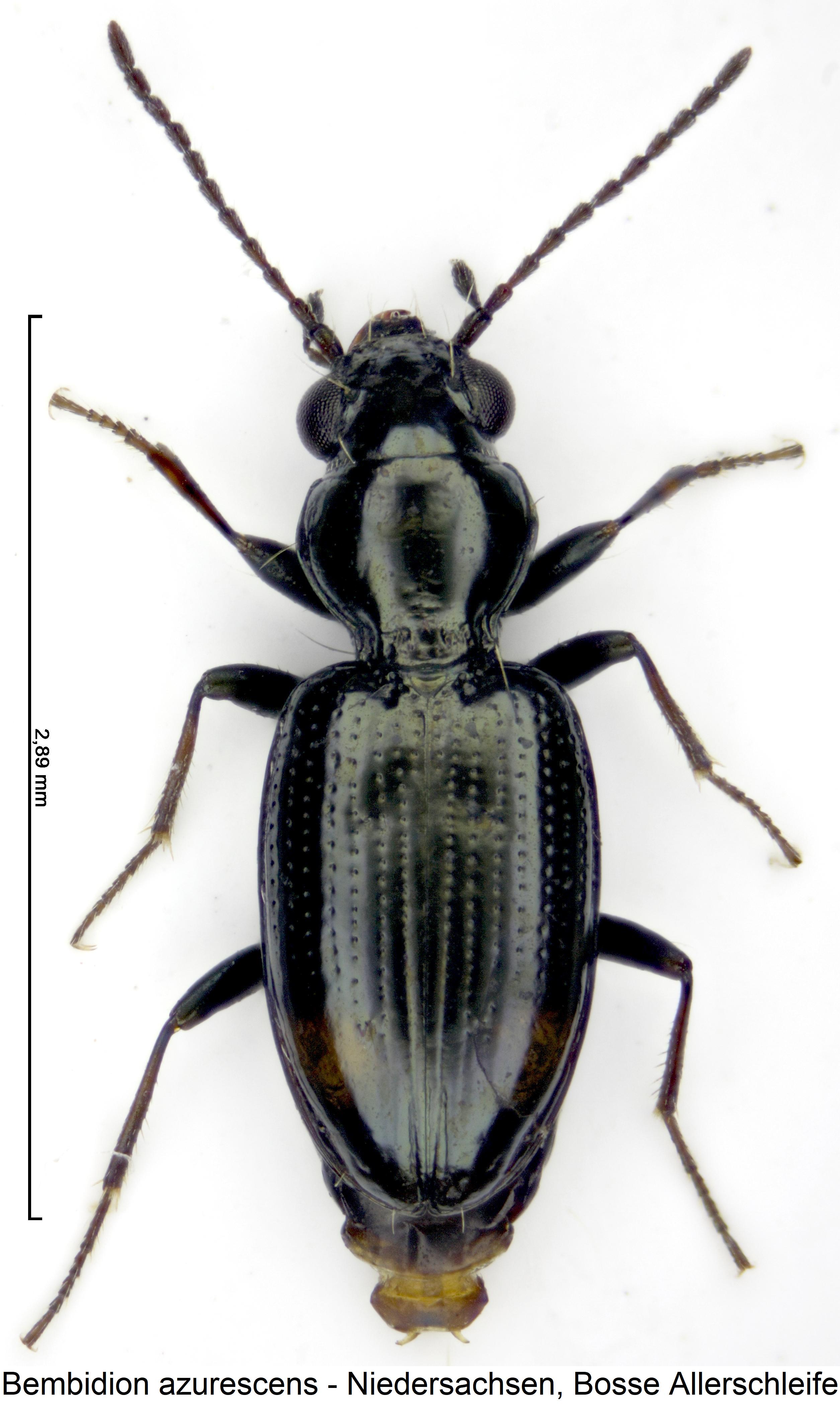 bembidion_azurescens_hab.jpg