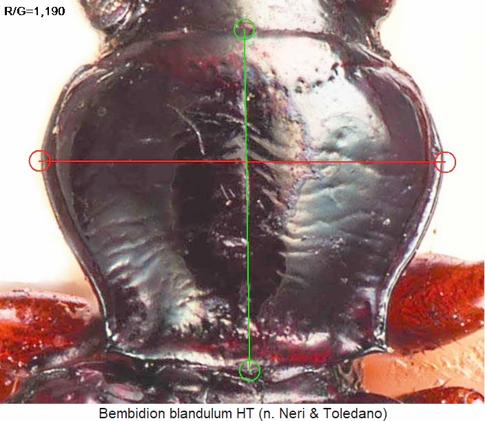 bembidion_blandulum_ht_hsch.jpg
