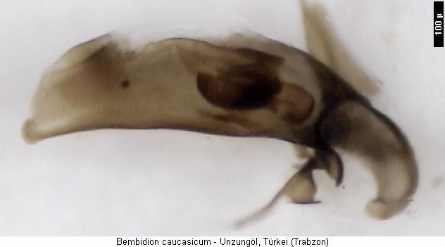bembidion_caucasicum.jpg