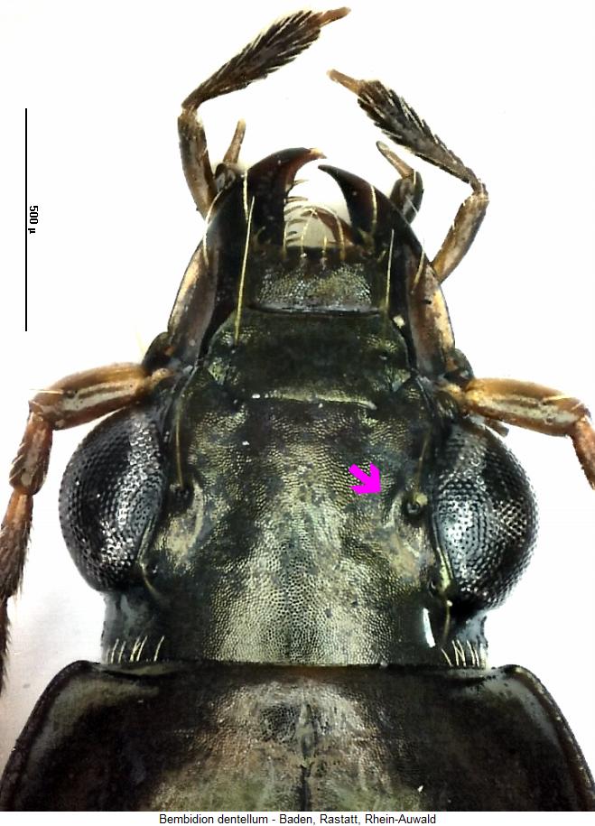bembidion_dentellum_k.jpg