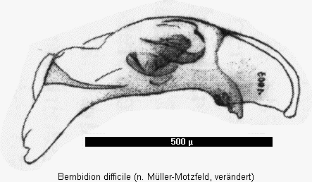 bembidion_difficile.gif