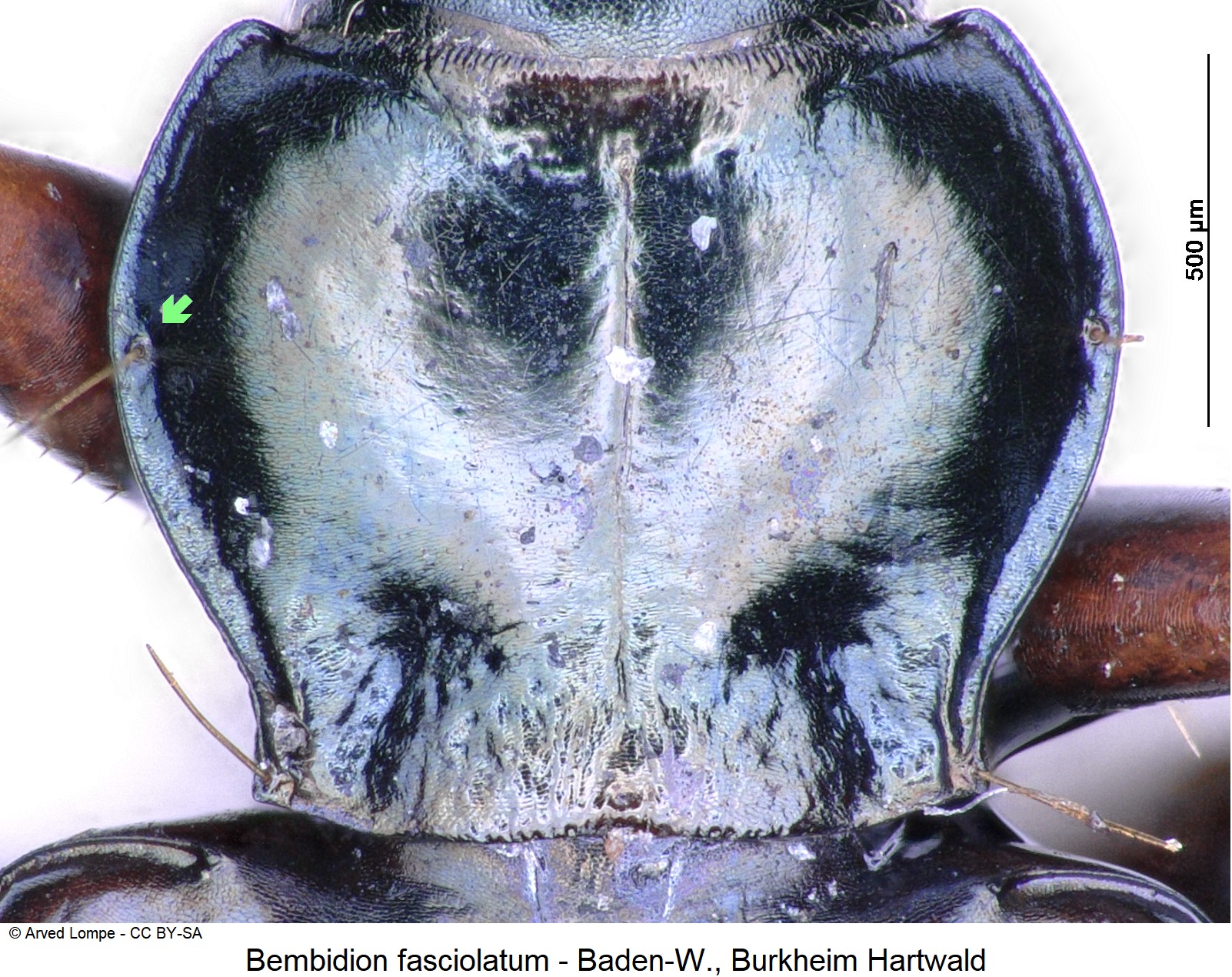 bembidion_fasciolatum_ck779_hsch.jpg