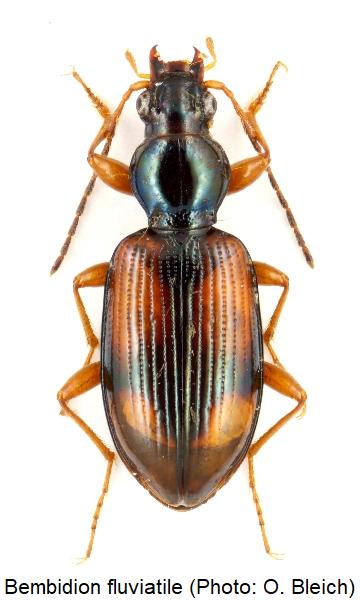 bembidion_fluviatile_hab1.jpg