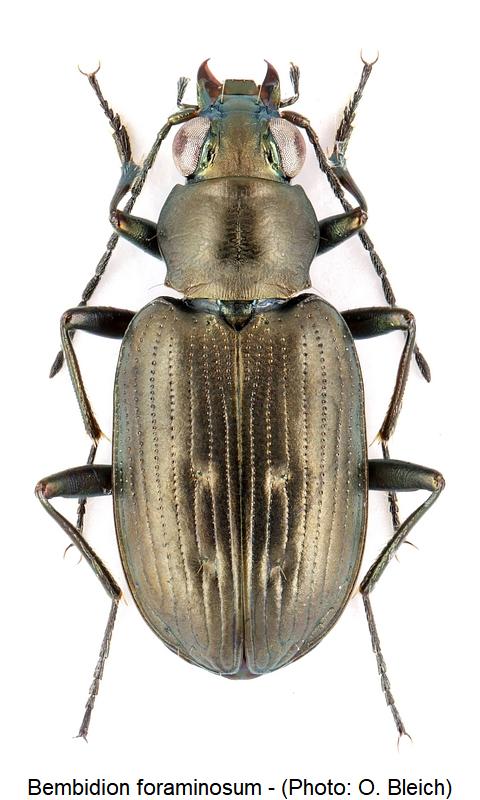 bembidion_foraminosum_hab.jpg