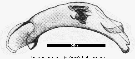 bembidion_geniculatum.gif