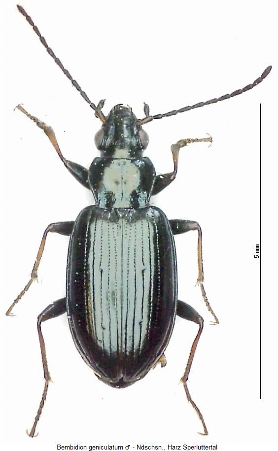 bembidion_geniculatum_hab.jpg