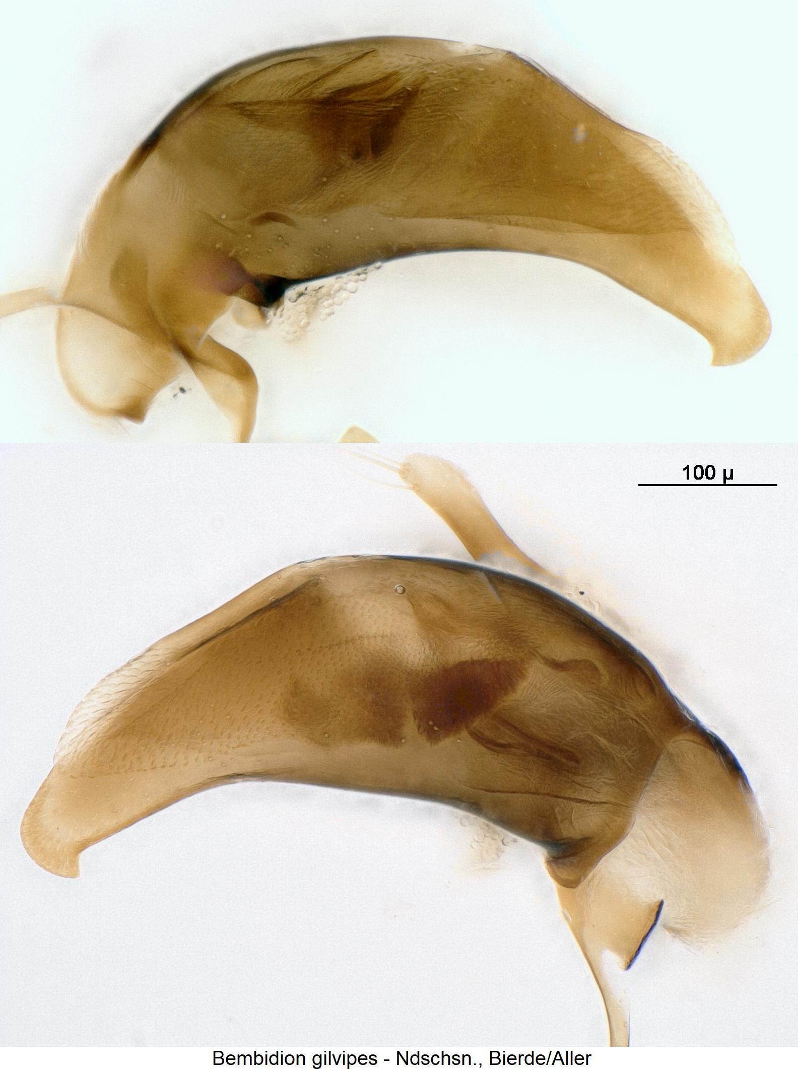 bembidion_gilvipes1.jpg