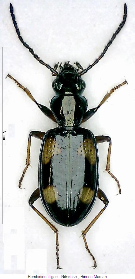 bembidion_illigeri_hab.jpg