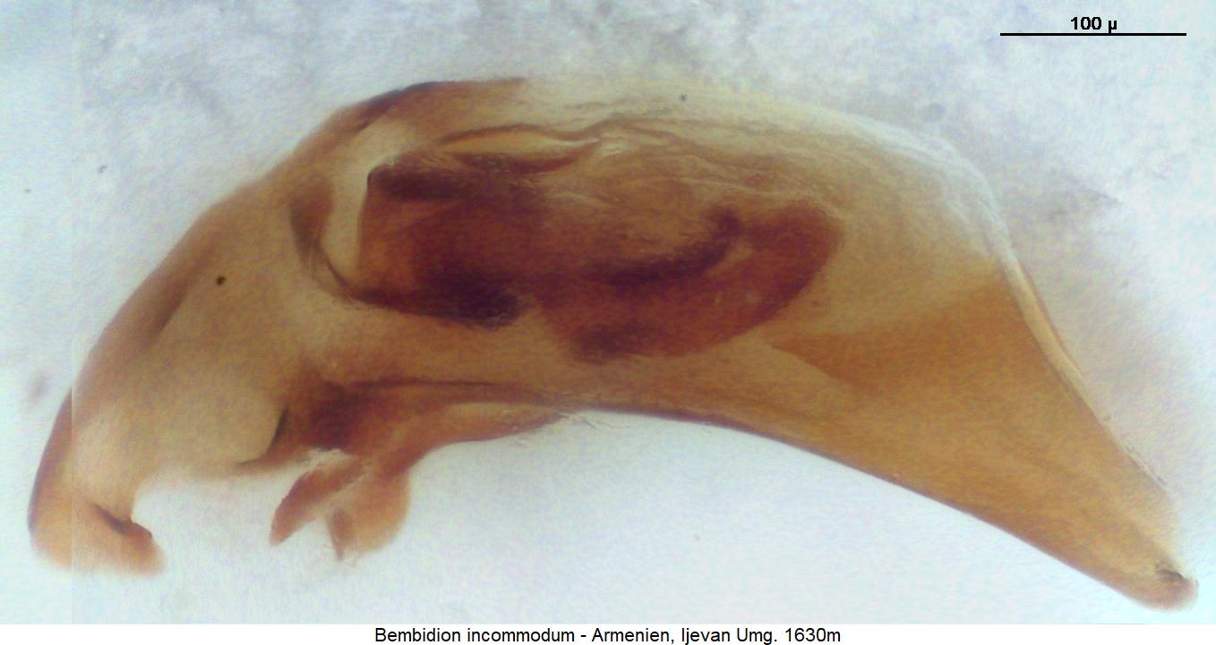 bembidion_incommodum.jpg