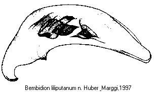 bembidion_liliputanum.gif