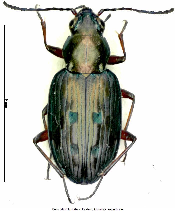 bembidion_litorale_hab.jpg