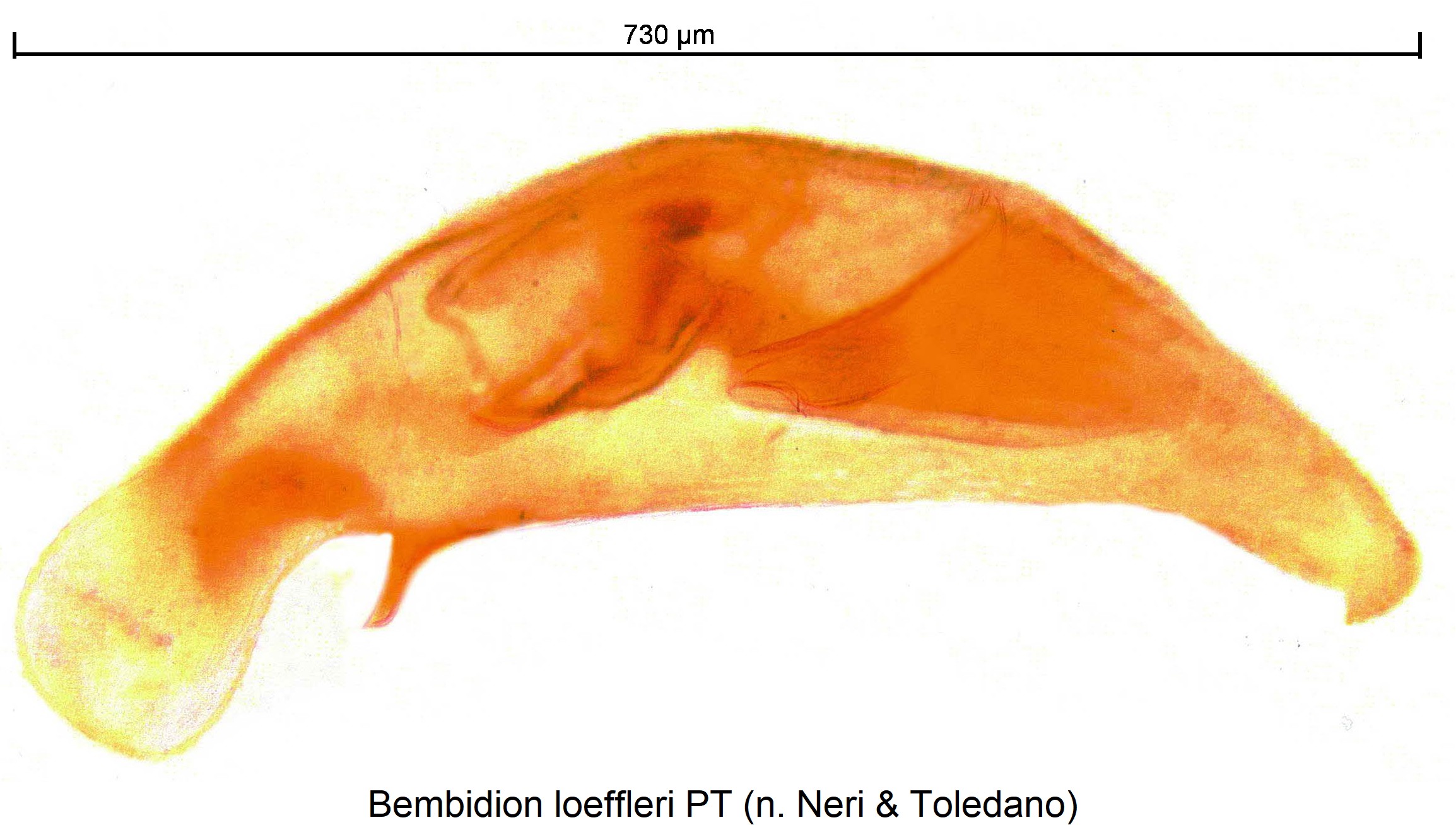bembidion_loeffleri.jpg