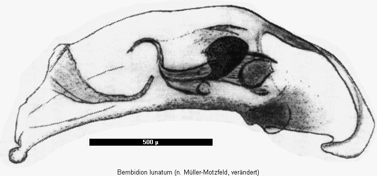 bembidion_lunatum.gif
