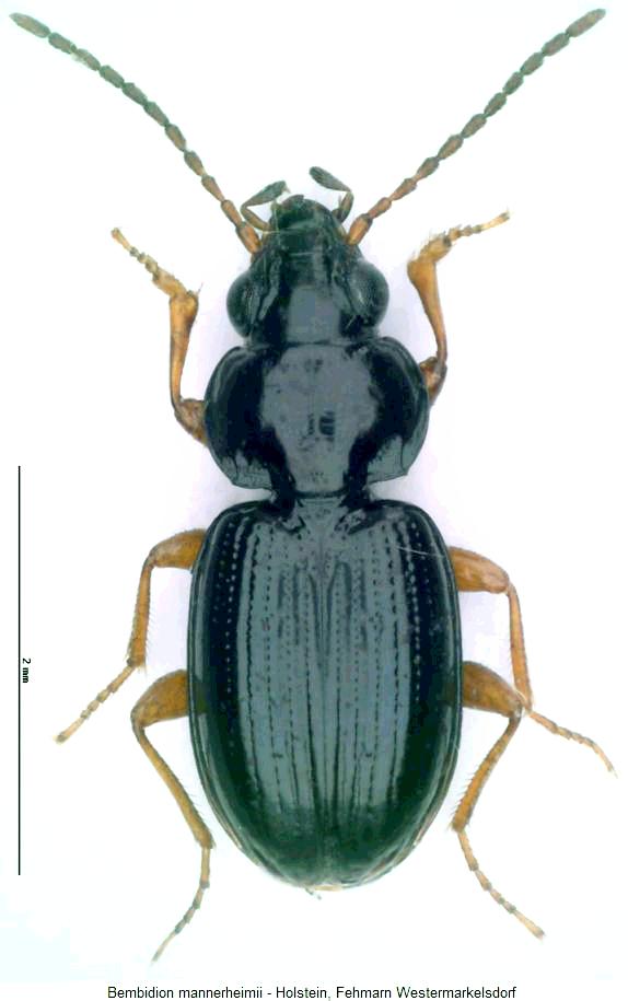 bembidion_mannerheimii_hab2.jpg