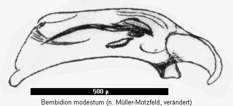 bembidion_modestum.gif