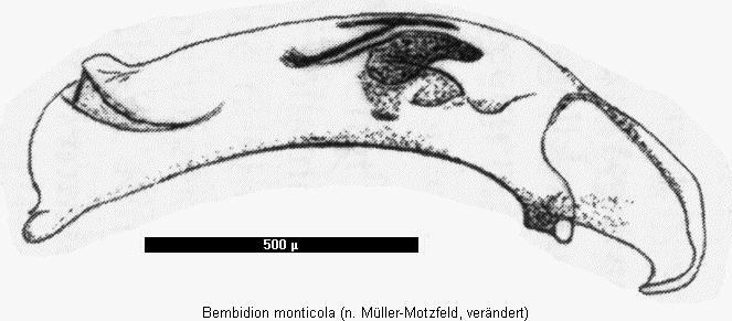 bembidion_monticola.gif