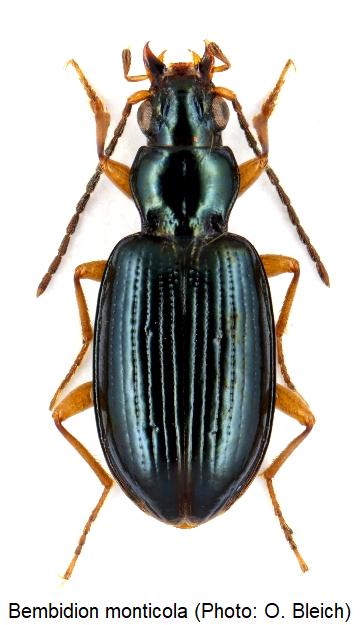 bembidion_monticola_hab.jpg