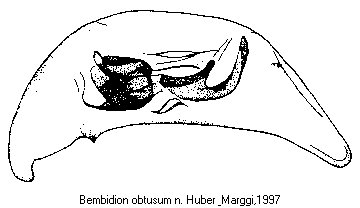 bembidion_obtusum.gif