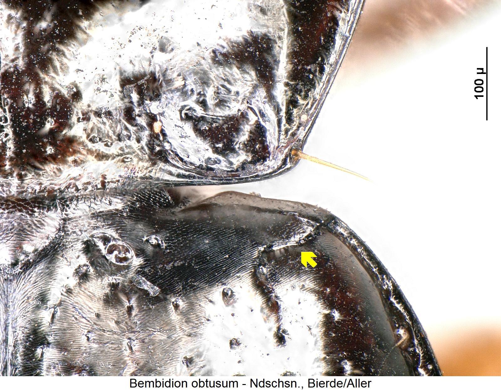 bembidion_obtusum_hum.jpg