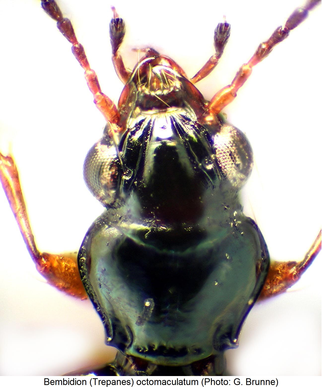 bembidion_octomaculatum_2.jpg