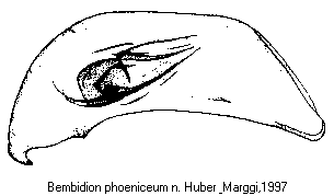 bembidion_phoeniceum1.gif