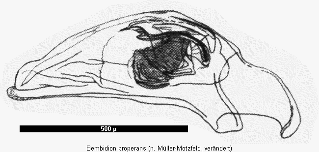 bembidion_properans.gif