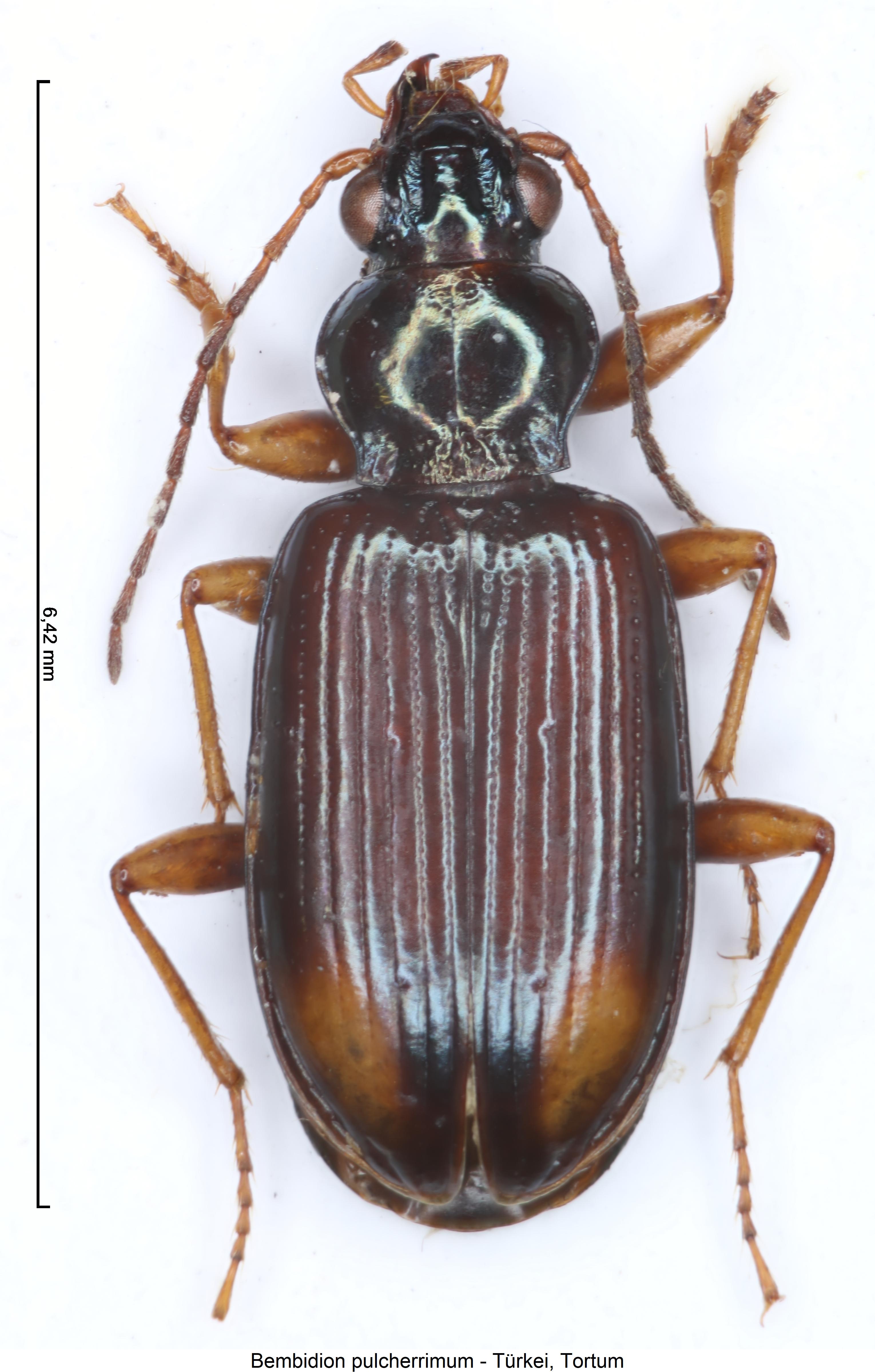 bembidion_pulcherrimum_hab.jpg