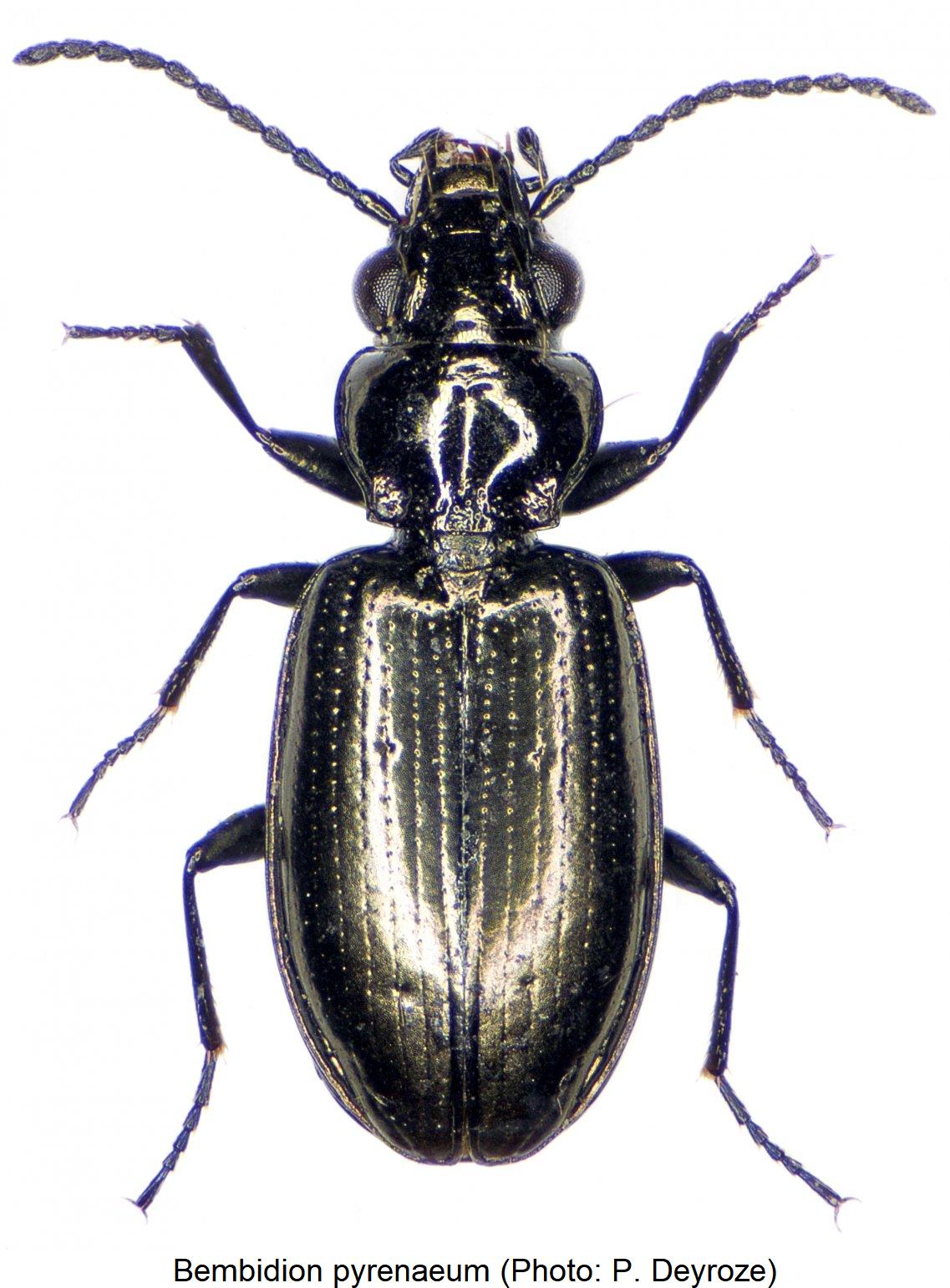 bembidion_pyrenaeum_hab1.jpg