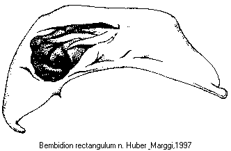 bembidion_rectangulum.gif