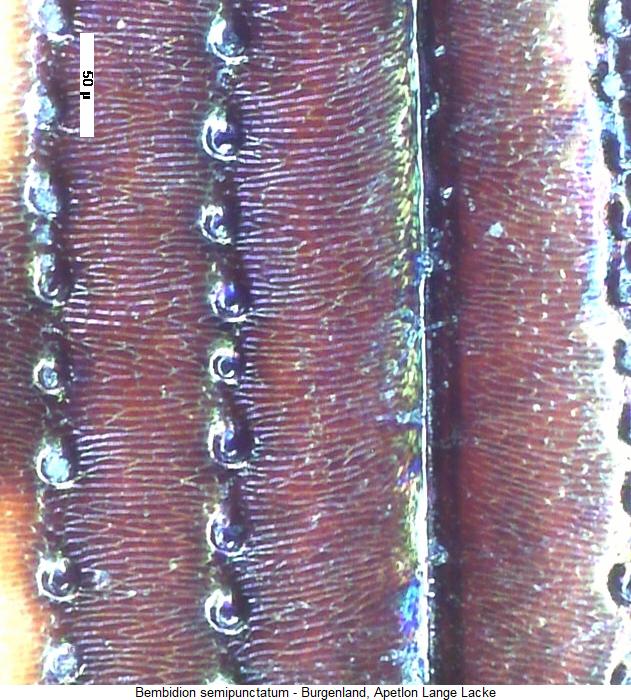 bembidion_semipunctatum_ms.jpg