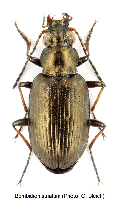 bembidion_striatum_hab.jpg